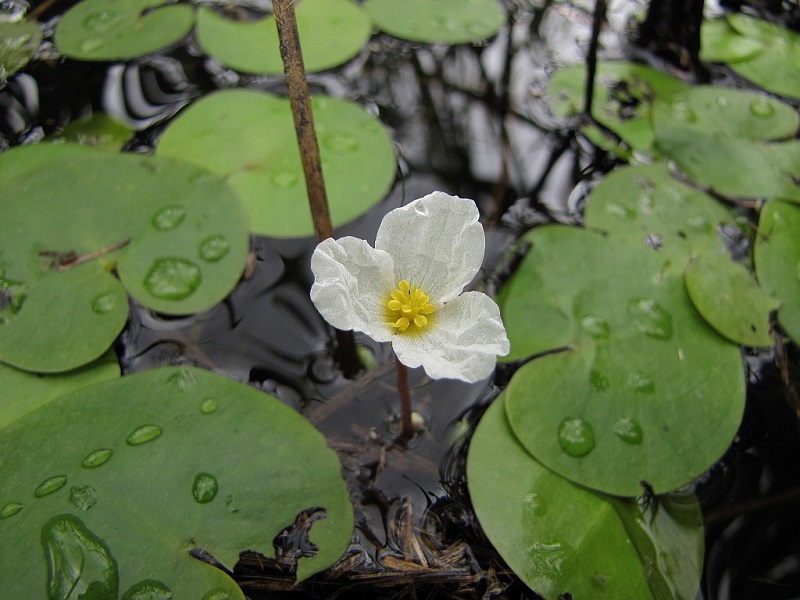 Rana comune (Hydrocharis)