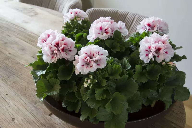 Ile kosztuje pelargonia angielska?