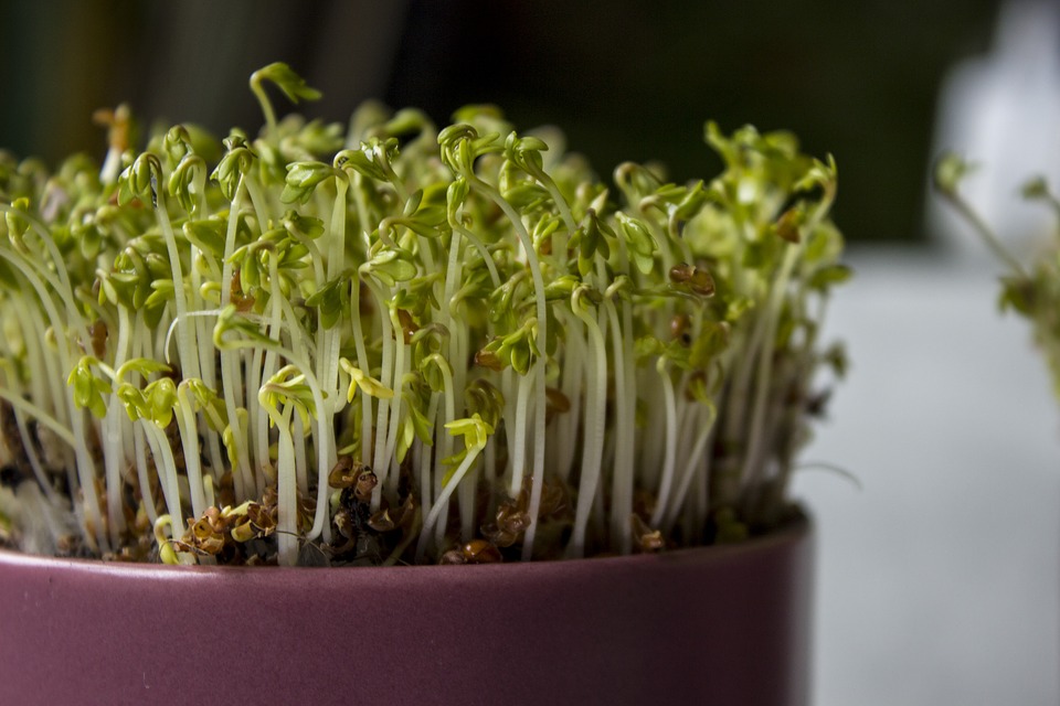 Combien de temps les graines de cresson de jardin germent-elles et quand les planter ?