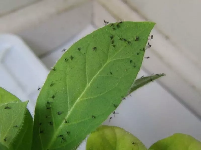 ¿Qué otros métodos de eliminación de los mosquitos de los hongos existen?