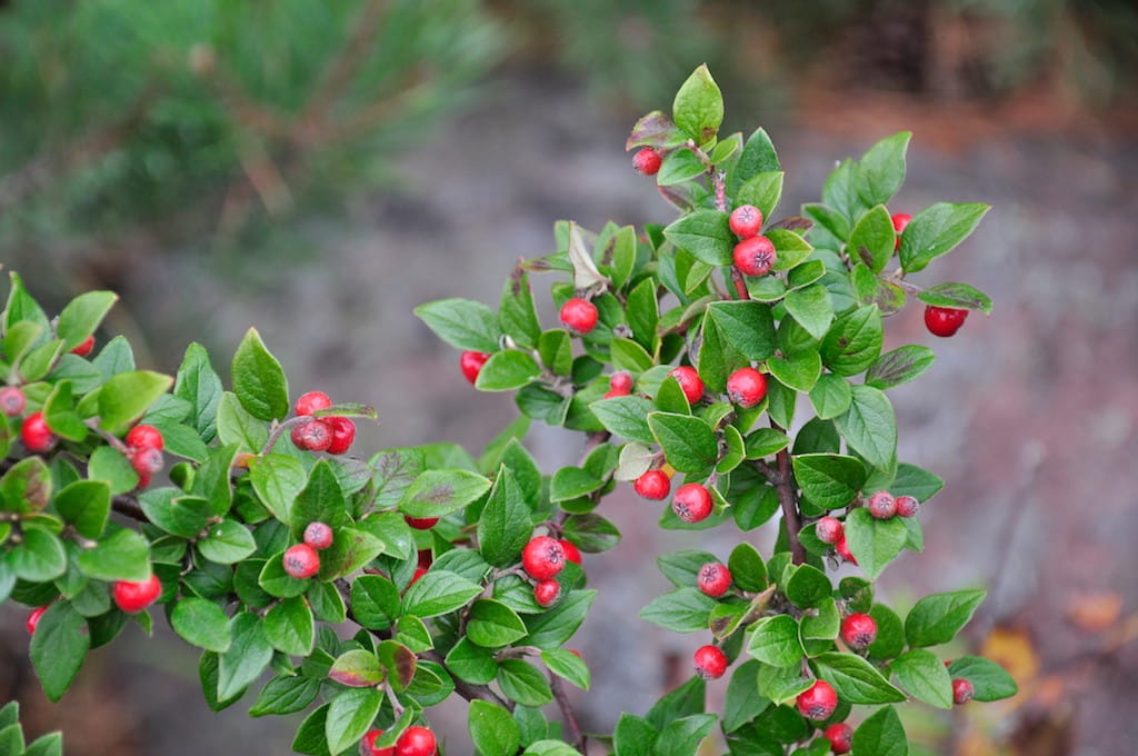 Shiny cotoneaster - garden shrubs