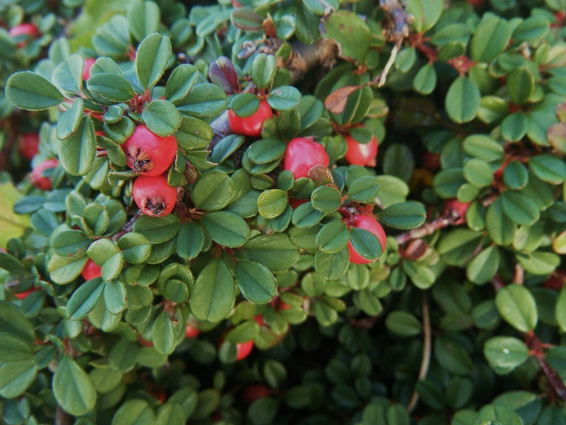 Irga płożąca (Cotoneaster procumbens)