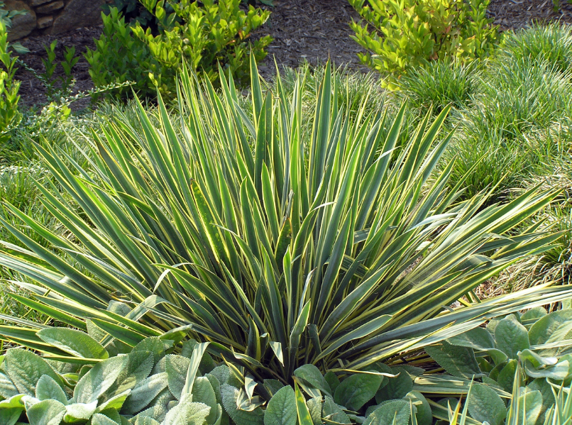 Yuca en el jardín