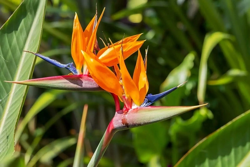 ¿Con qué frecuencia debe alimentarse la strelitzia?