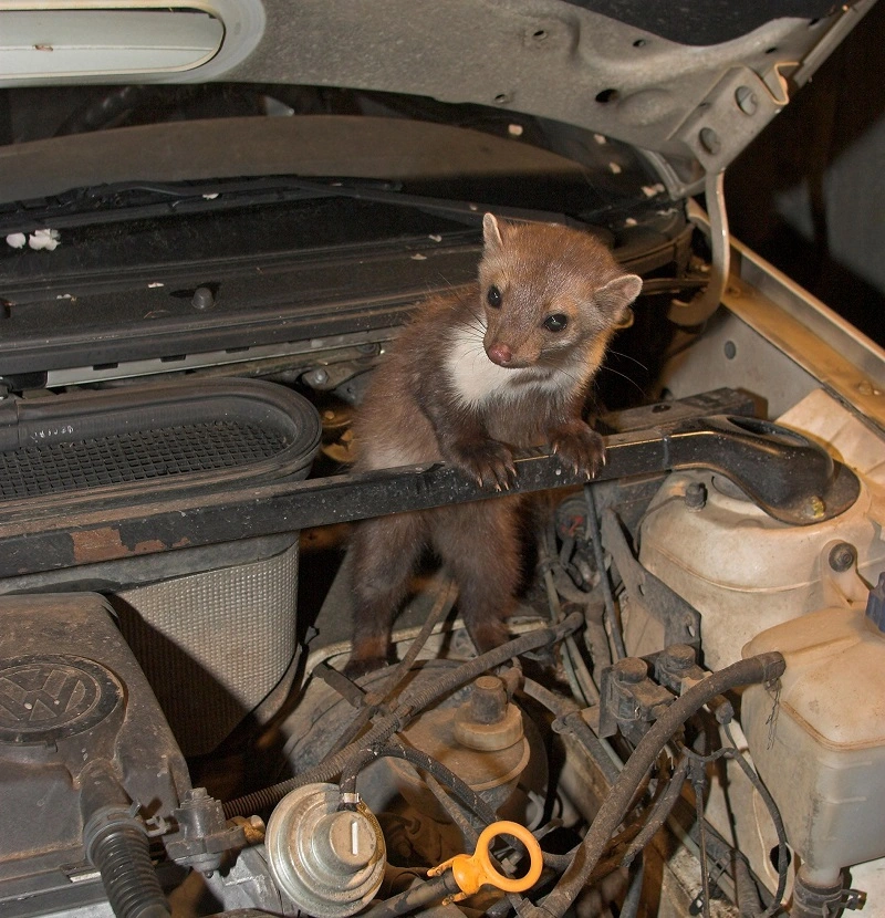 Come prevenire i danni alle auto causati dalle martore?