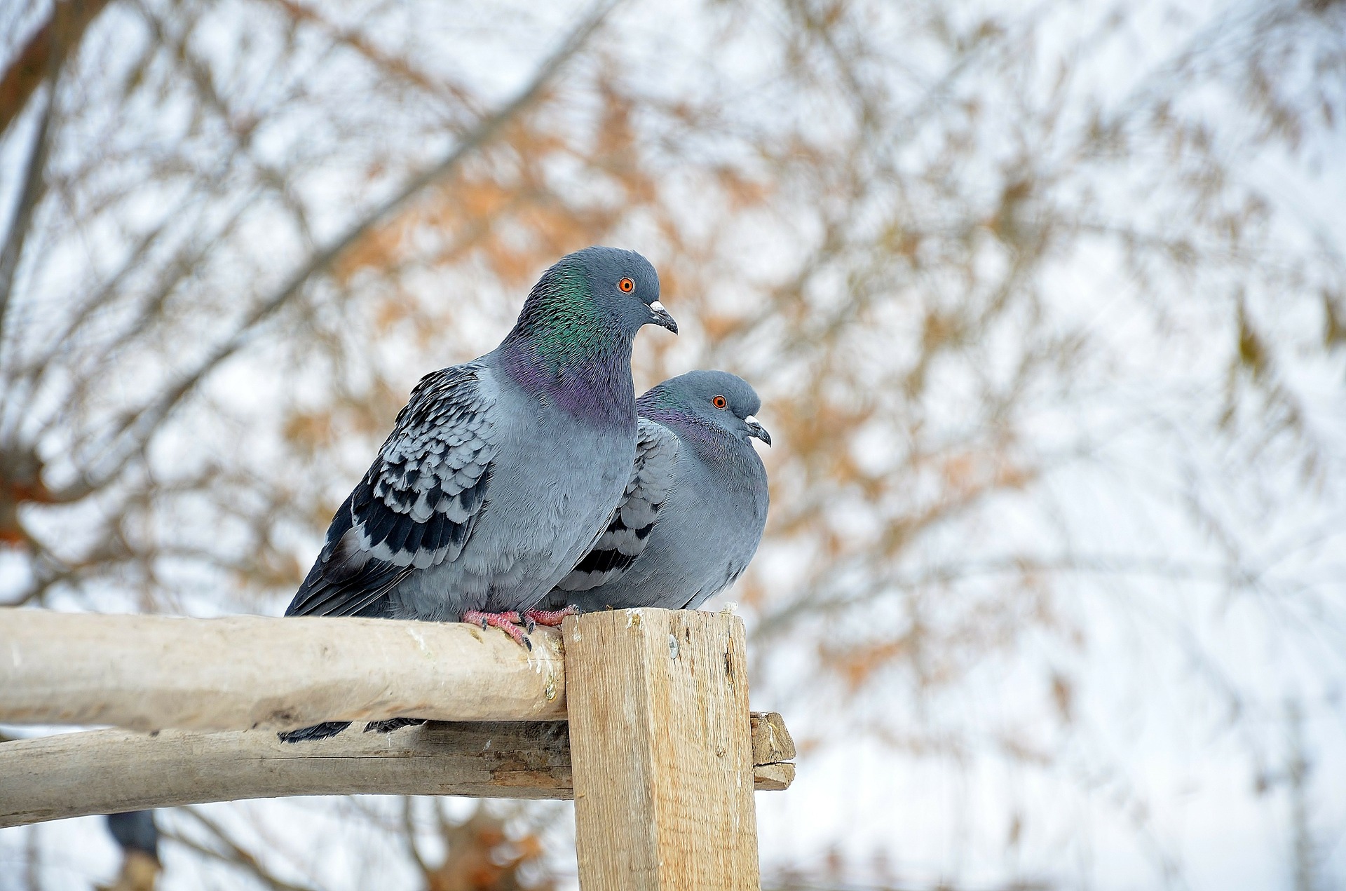 ¿Cómo Deshacerse de las Palomas? 3 Mejores Repelentes de Palomas