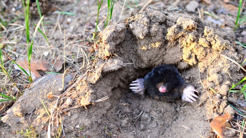 Wie wird man Maulwürfe im Garten schnell los? Verwenden Sie Hunde- oder Katzenfell