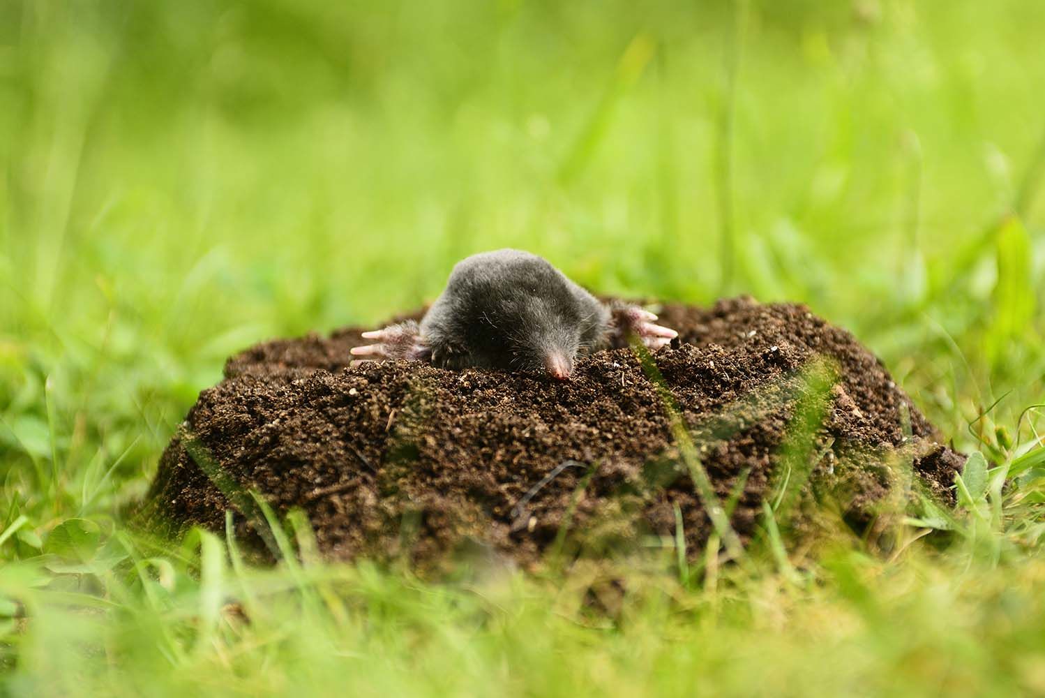 Come Sbarazzarsi delle Talpe? 4 Trappole e Repellenti per Talpe collaudati