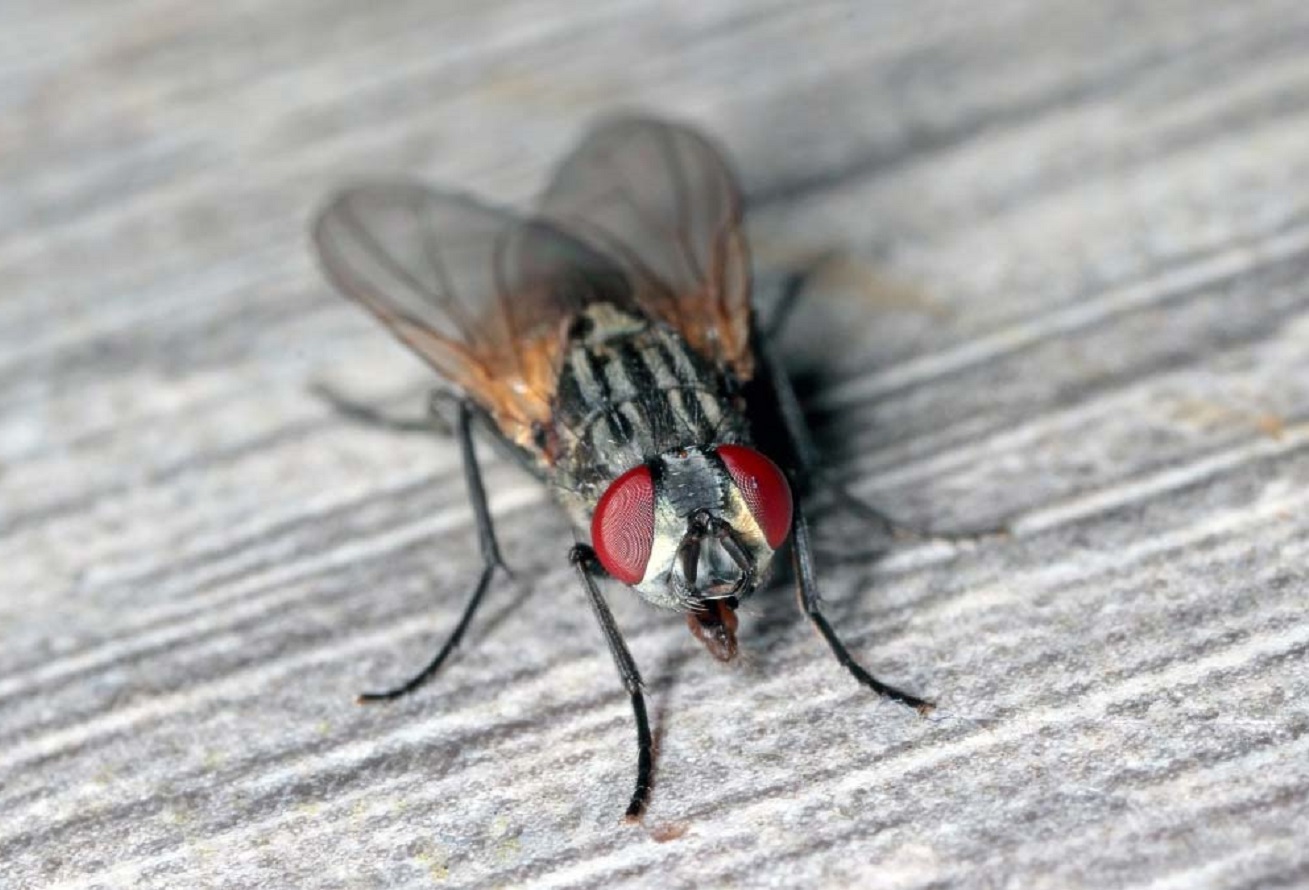 Wie Wird Man Fliegen Los? 4 Methoden zur Fliegenbekämpfung mit Wirkungsgrad