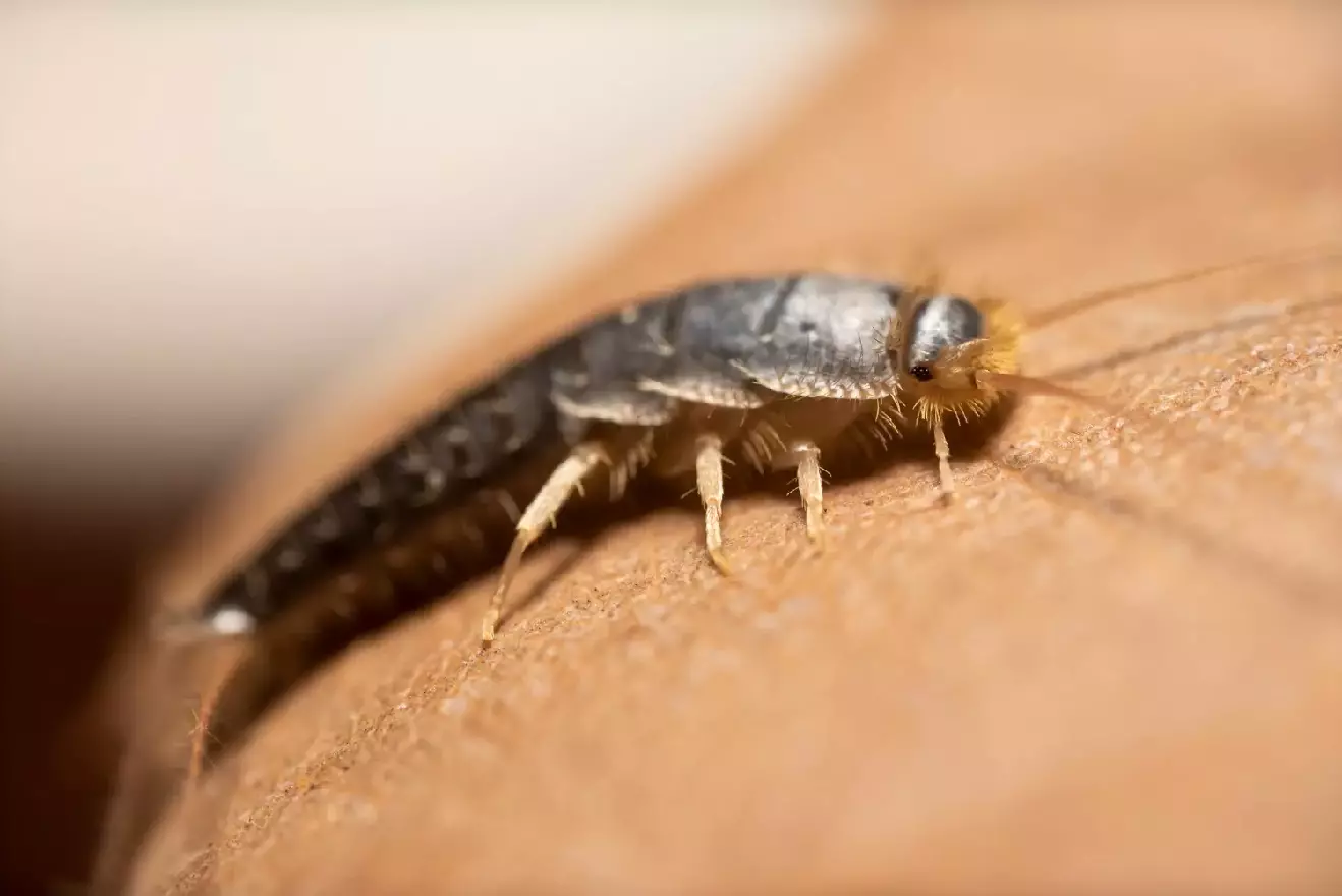 Silberfischchen Schädlingsbekämpfung - 6 bewährte Methoden zur Beseitigung von Silberfischchen