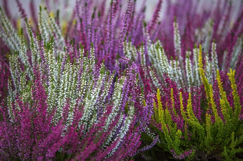 ¿Cómo invernar las plantas de brezo en maceta?