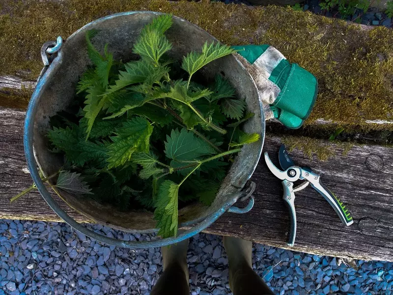 Fertilizzante all'ortica - come fare il tè di compost all'ortica?