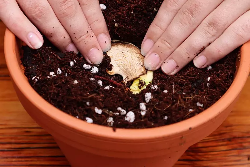 How does a mango seed grow?