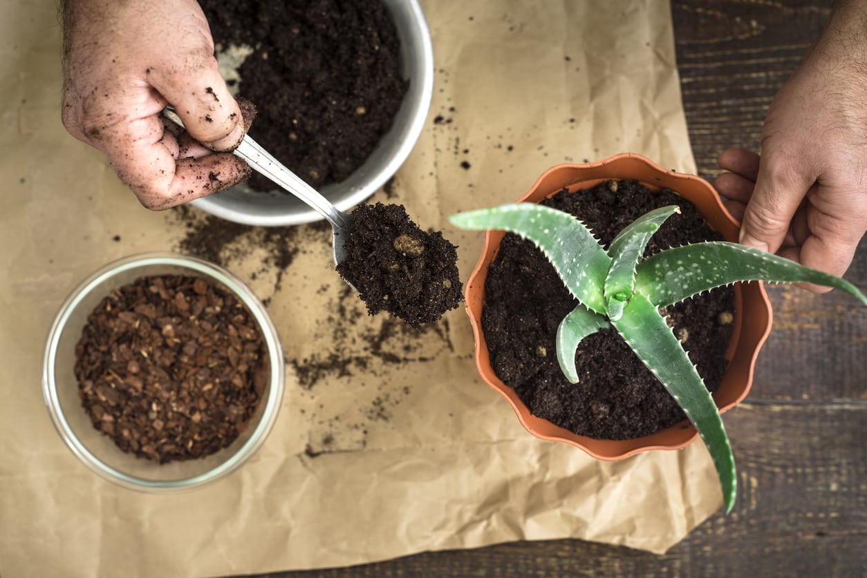 ¿Cómo propagar las plantas de aloe en casa?