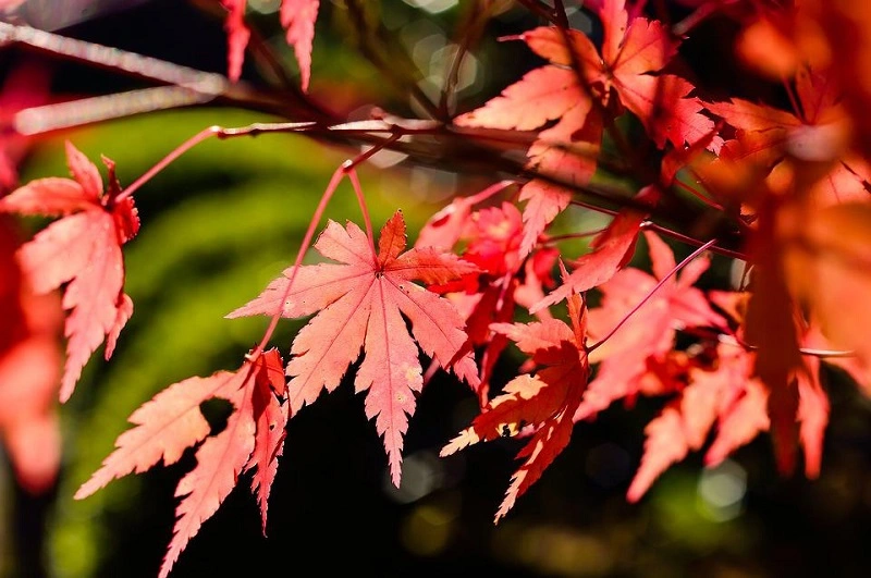 Come propagare l'acero rosso?