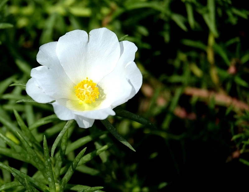 How to propagate moss rose?