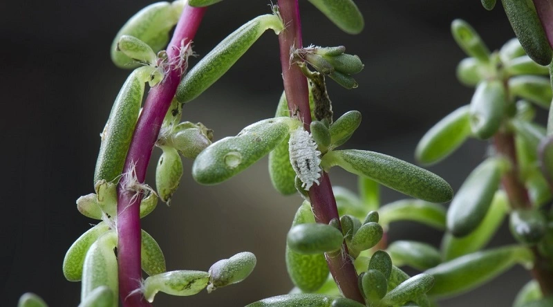 ¿Cómo identificar las cochinillas en las plantas?