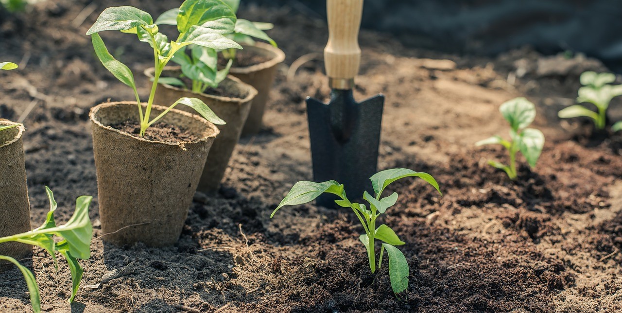 Arbustos y árboles de jardín, ¿cómo cuidarlos?