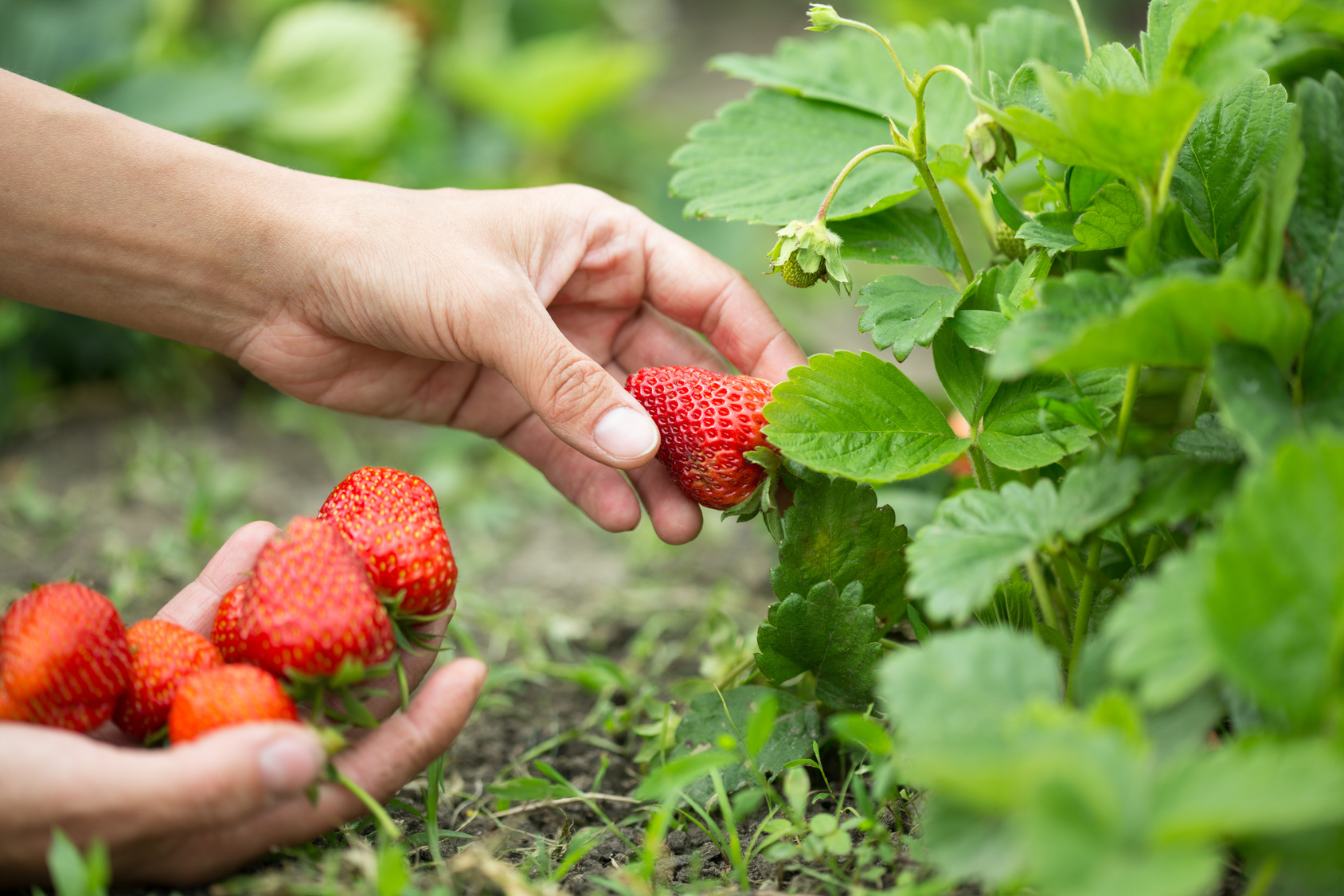 Cuidados de las plantas de fresa: ¿hay que abonarlas?