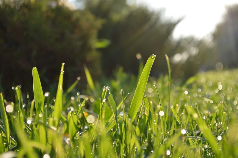 Wie wird Grassamen gepflanzt? Lernen Sie das Geheimnis eines perfekten Rasens