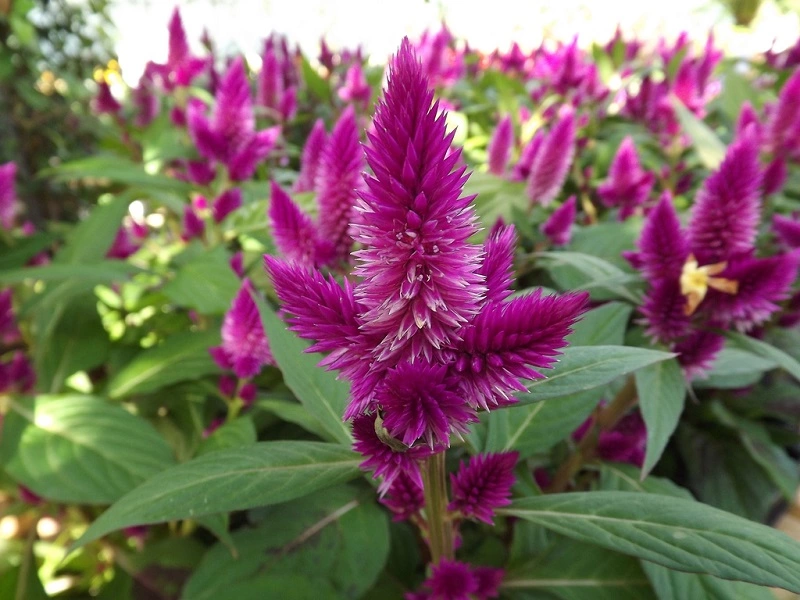 ¿Qué aspecto tiene la celosia?