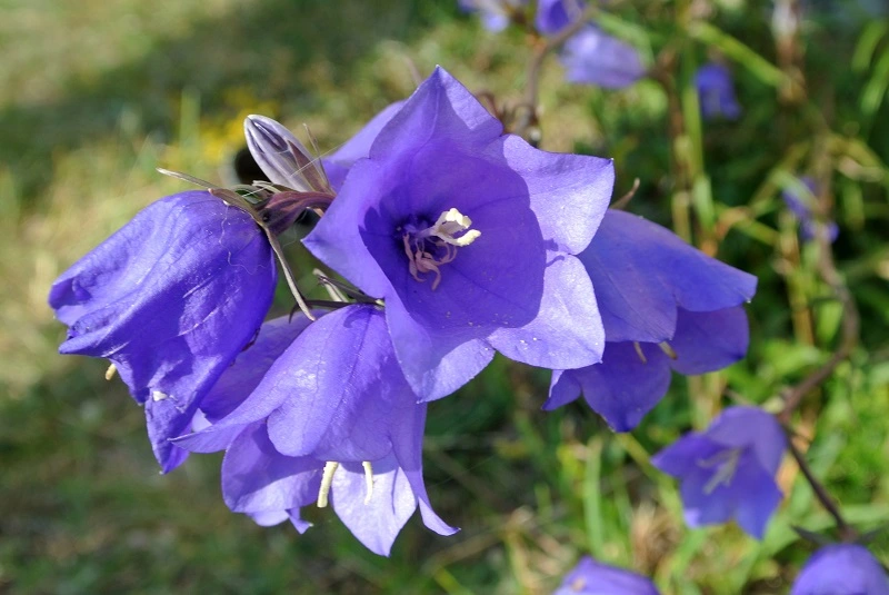 ¿Qué aspecto tiene la campanilla de Dalmacia?