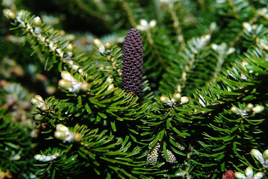 Abete coreano - che tipo di albero è?