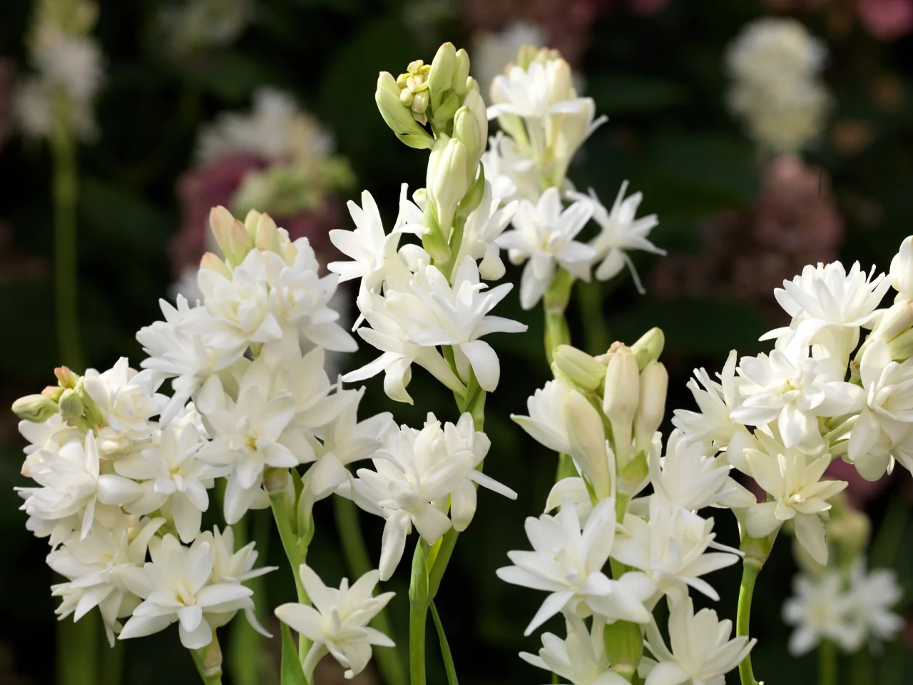 Wie sieht die Tuberose aus?