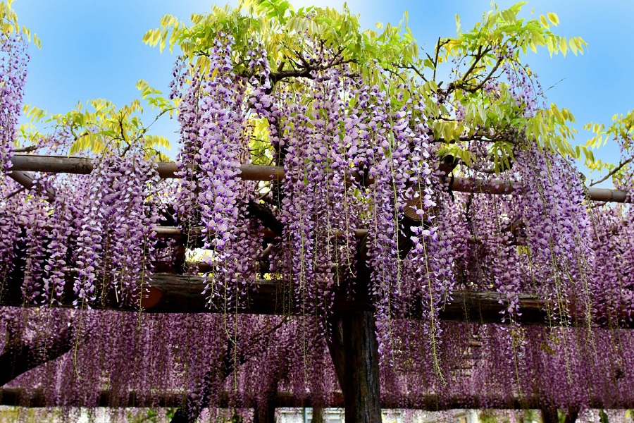 A quoi ressemble la glycine ?