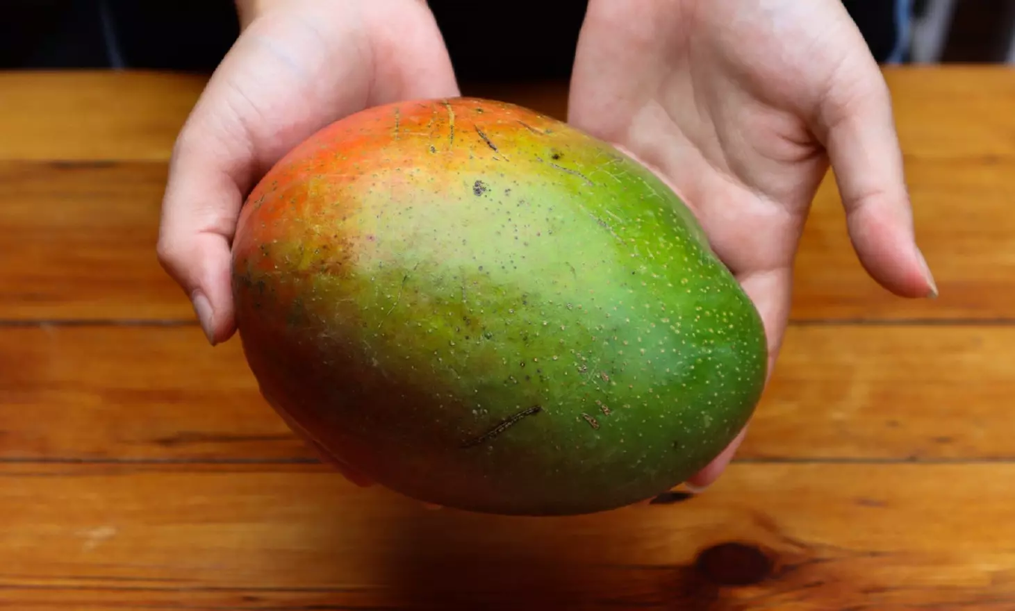 Germination des Graines de Mangue - Apprendre à Cultiver la Mangue à partir de Graines