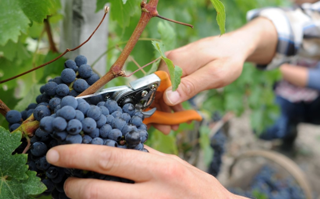 Wie erntet man die Früchte für Traubenwein?