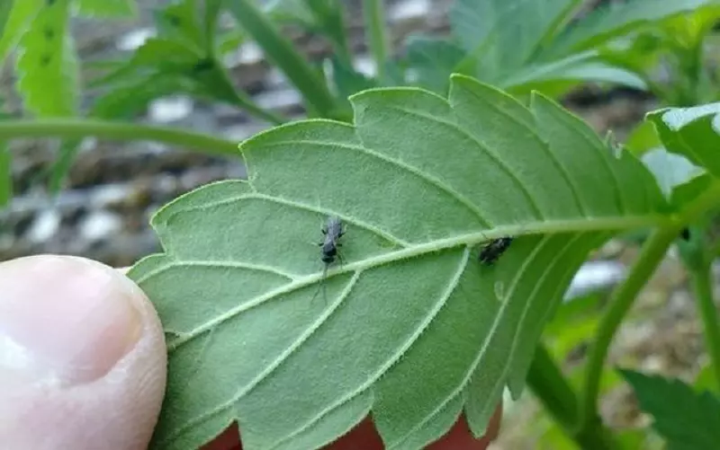 Are fungus gnats difficult to get rid of?