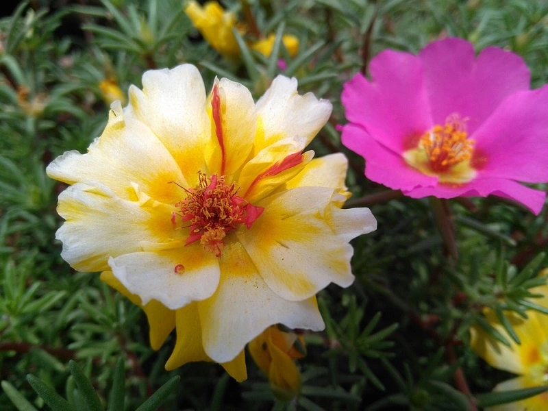 Portulaca - che tipo di pianta è?