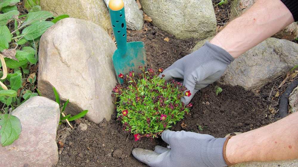 ¿Cuáles son las mejores plantas para jardines de rocas: las anuales o las perennes?