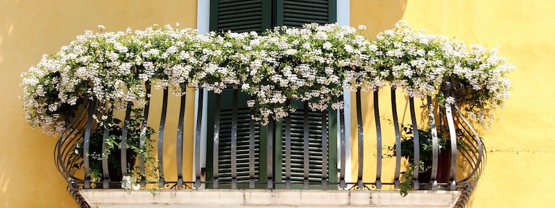 ¿Qué plantas para un jardín soleado?