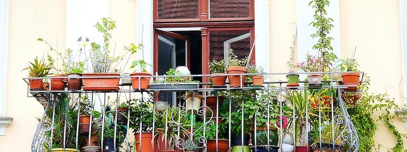 Fiori da balcone - idee per la composizione