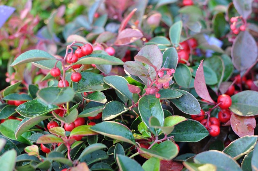 Qual è il terreno migliore per un arbusto di wintergreen?