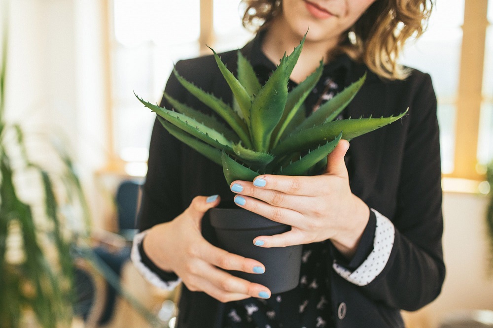 Wohin mit einer Aloe-Topfpflanze?