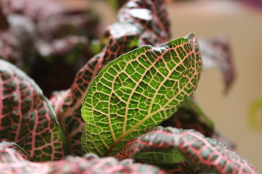 La mejor tierra para una planta nerviosa