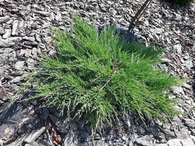 Enebro rastrero 'Glauca' (Juniperus horizontalis 'Glauca')