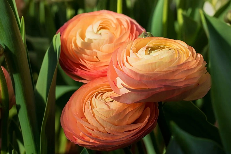 What to do with Persian buttercup after blooming?