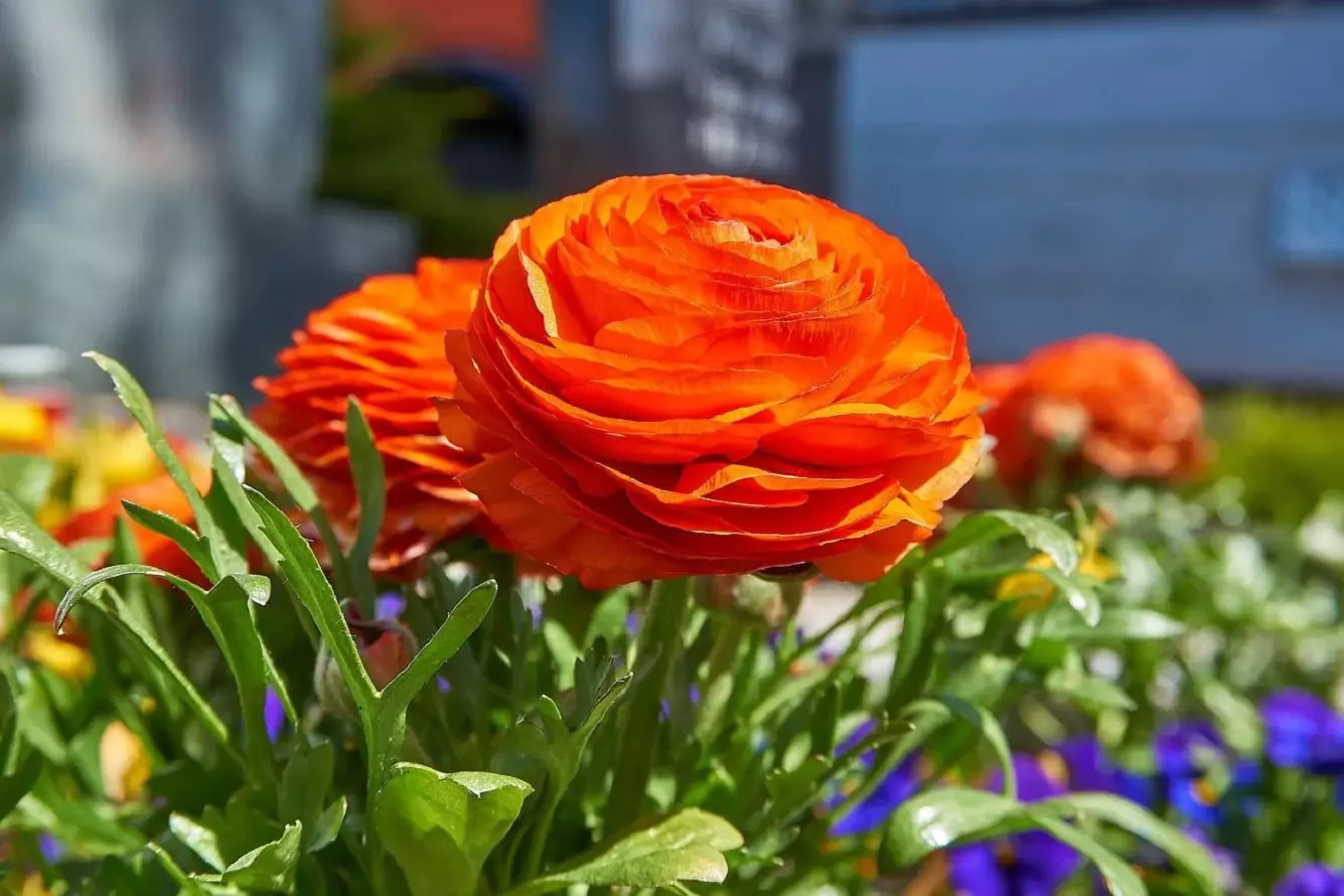 Gärtnerhandbuch für Persischen Hahnenfuß - Pflege, Blumen, Sorten