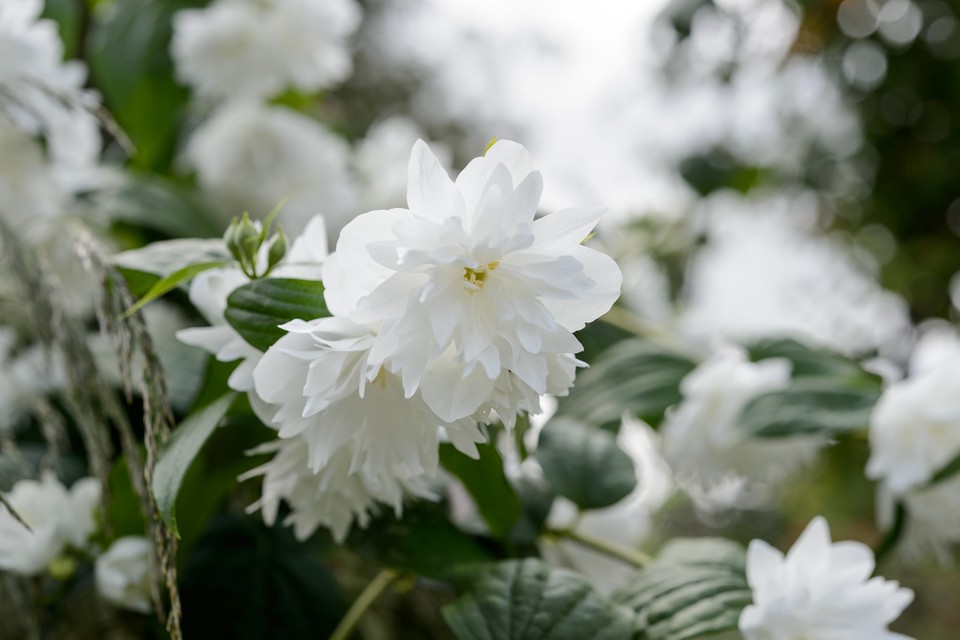 ¿Cuándo plantar las Celindas de jardín?