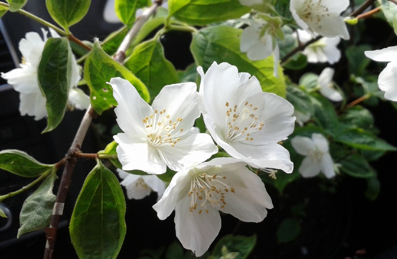 Falscher Jasmin- Sorten, Beschneidung, Vermehrung und Pflege