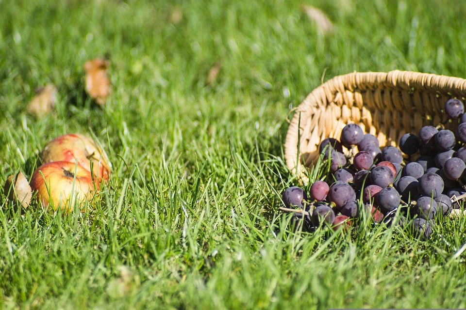 Mantenimiento del césped en otoño: ocúpate del último corte