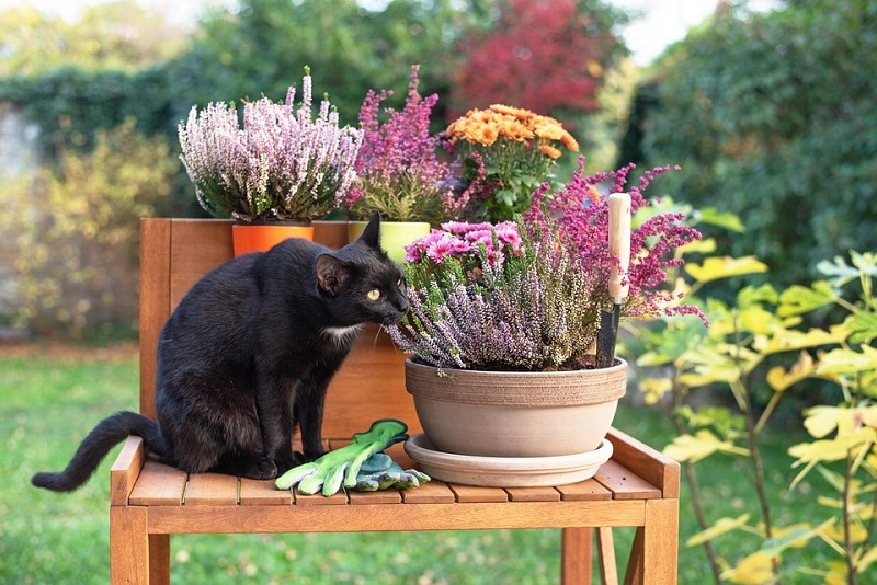 Jardinería de otoño - ordenar los parterres