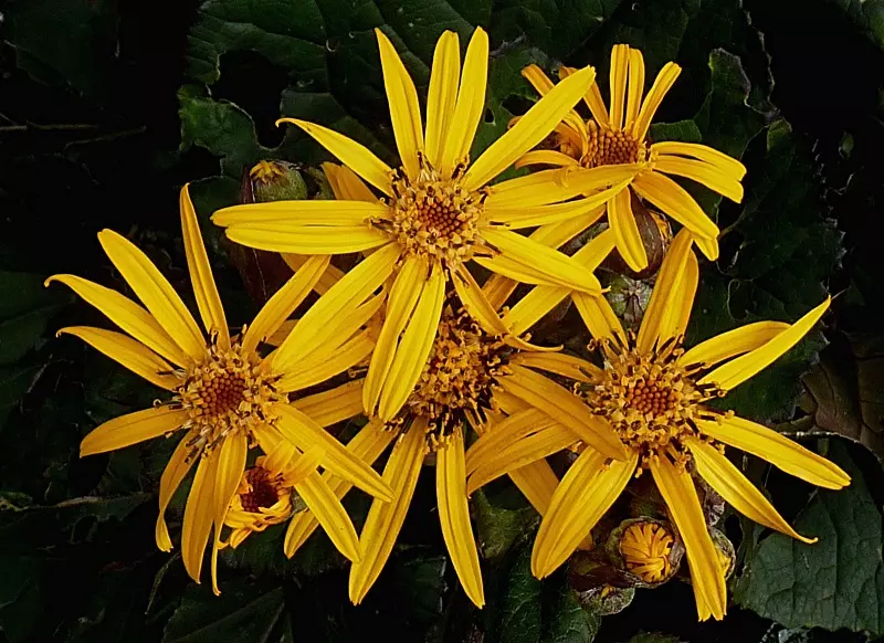 La hierba de trapo de verano (Ligularia dentata)