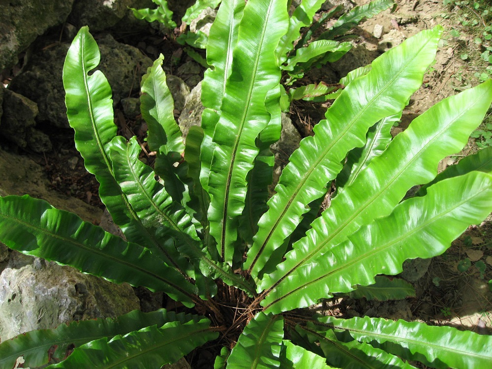 Helecho lengua de Hart (Phyllitis skolopendrium)