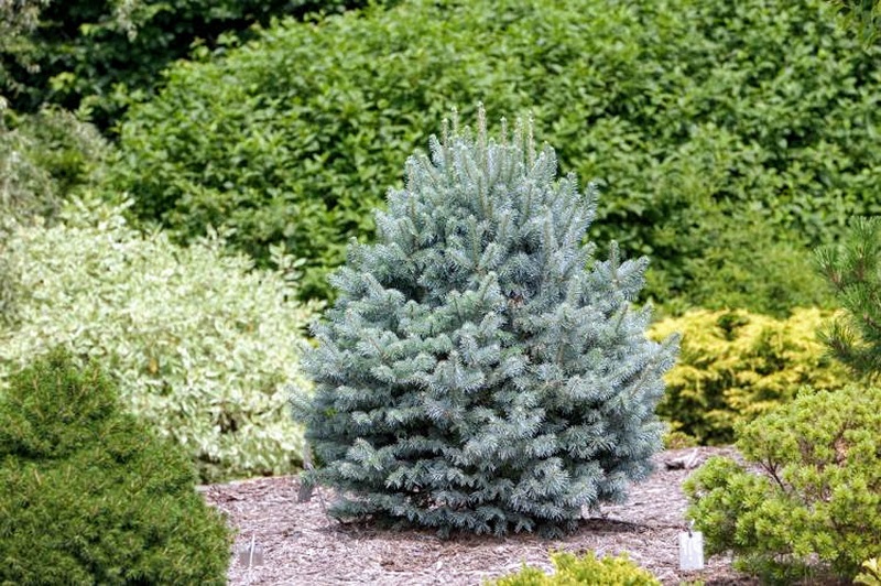 Abeto de montaña rocosa (Abies lasiocarpa 'Compacta')