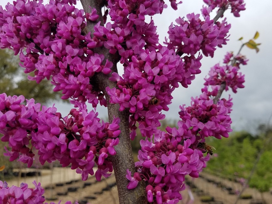 ¿Cómo proteger un Árbol de Judas de las bajas temperaturas?